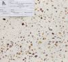 da-mai-terrazzo - ảnh nhỏ  1